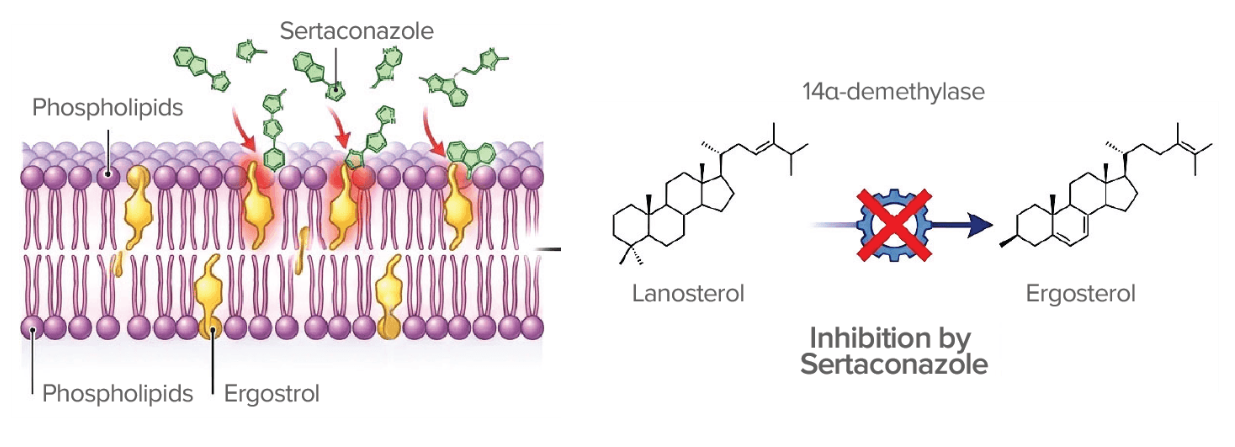 Inhibition of ergosterol synthesis
